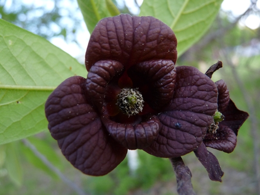 {Asimina triloba}